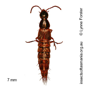 Quedius inaequalipennis