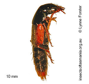 Quedius sidneensis