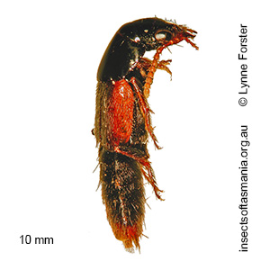 Quedius sidneensis