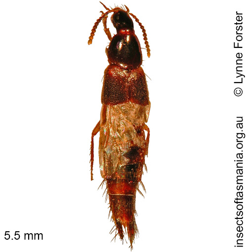 Species image