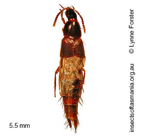 Quedius stenocephalus