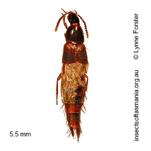 Quedius stenocephalus