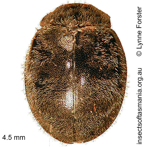 Species image