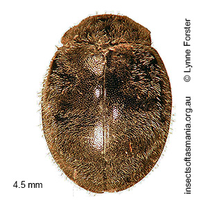 Rhyzobius ventralis