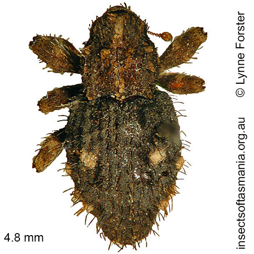 Species image