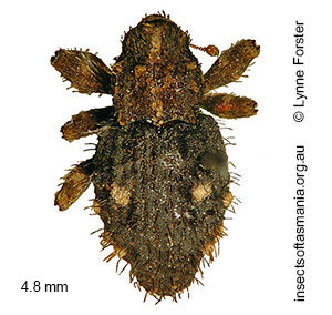 Roptoperus fuligineus