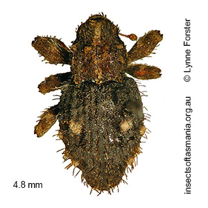 Roptoperus fuligineus