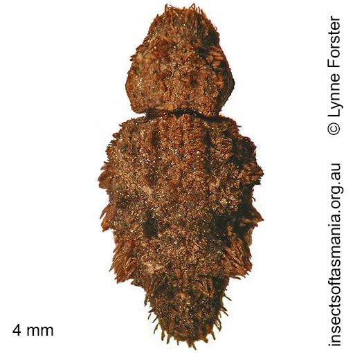 Species image