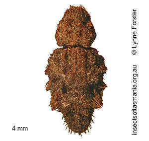 Roptoperus tasmaniensis
