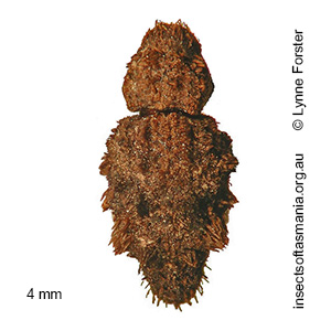 Roptoperus tasmaniensis