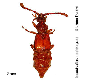 Sagola CHANDLER sp Tasmania1