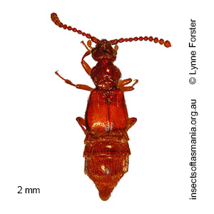Sagola CHANDLER sp Tasmania1