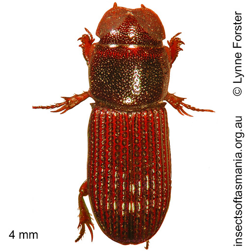 Species image