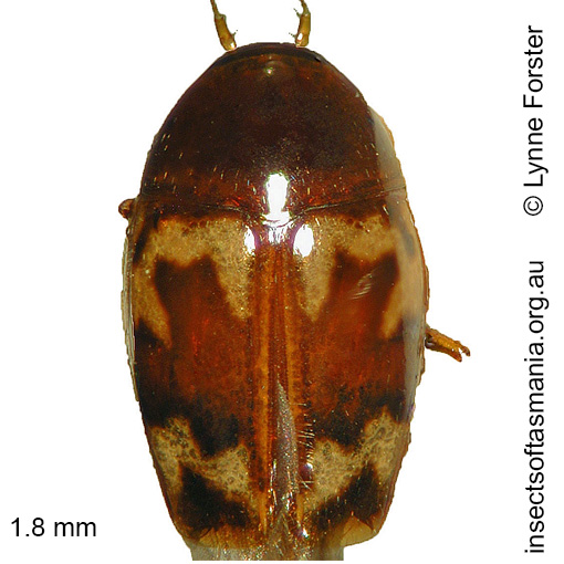 Species image