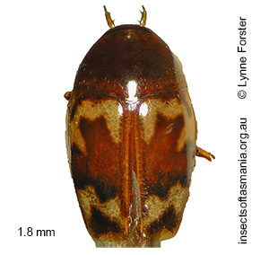Scaphisoma indutum
