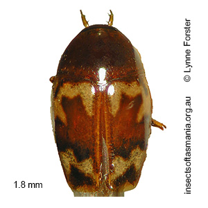 Scaphisoma indutum