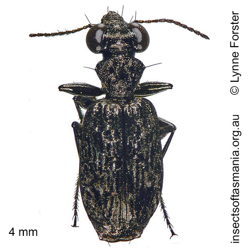 Species image