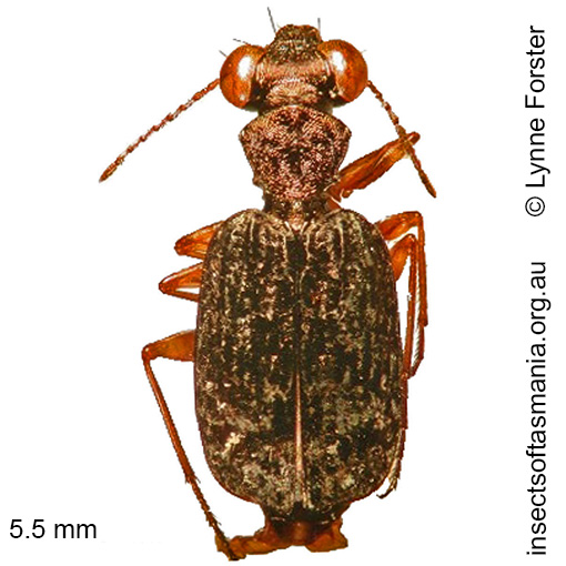Species image