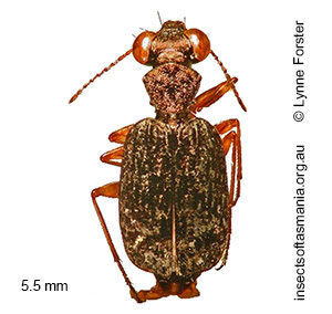Scopodes intermedius