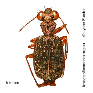 Scopodes intermedius