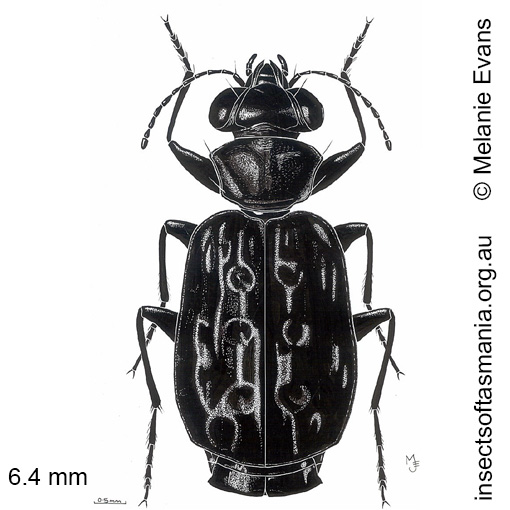 Species image