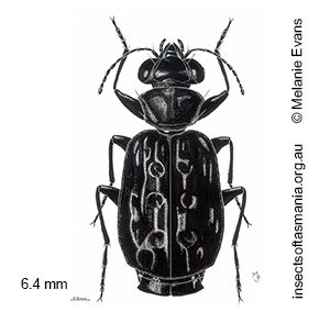 Scopodes tasmanicus