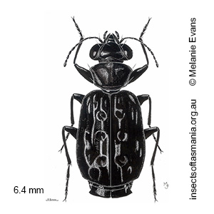Scopodes tasmanicus