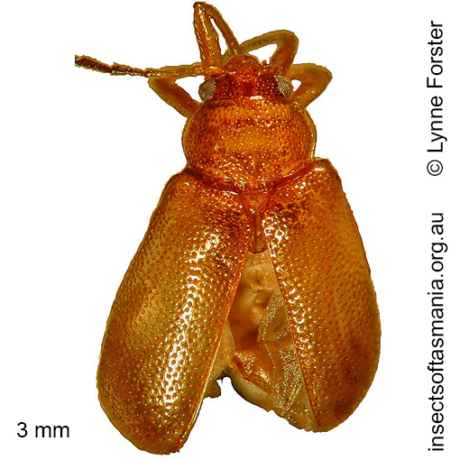 Species image