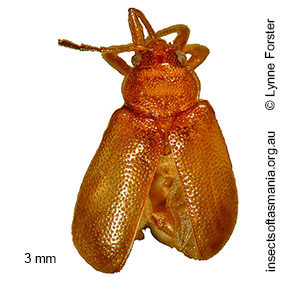 Semelvillea tasmaniae