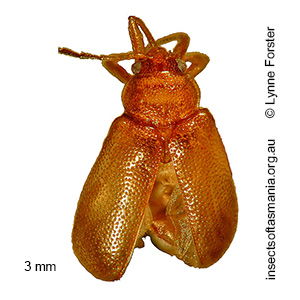 Semelvillea tasmaniae