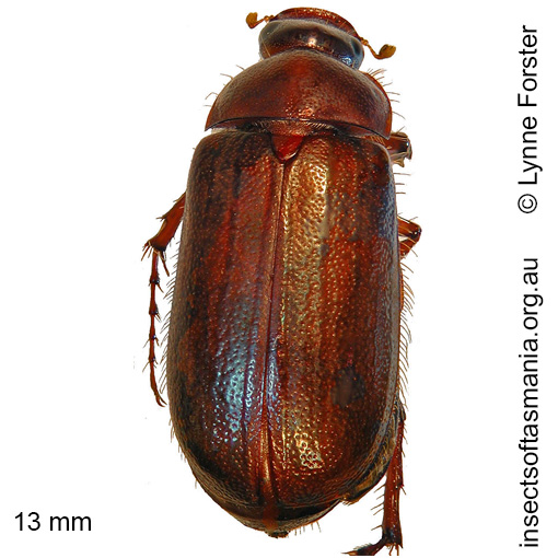 Species image