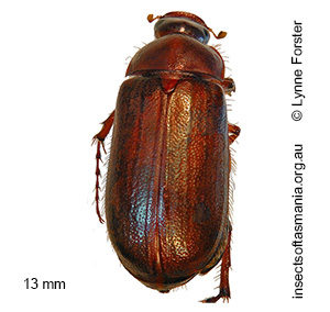 Sericesthis nigrolineata