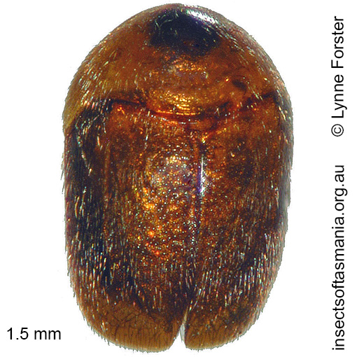 Species image