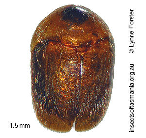 Sericoderus TFIC sp 03