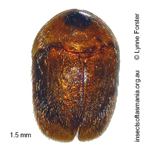 Sericoderus TFIC sp 03