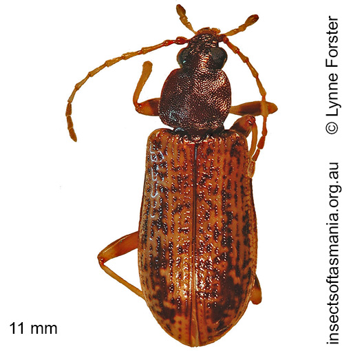 Species image