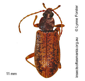 Sirrhas variegatus