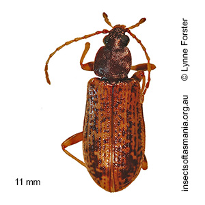 Sirrhas variegatus