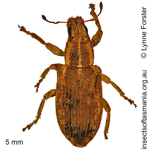 Species image