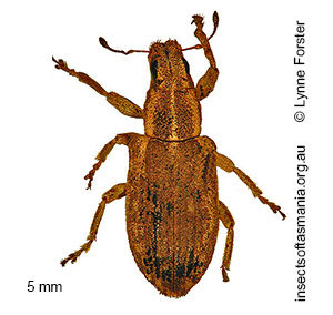 Sitona discoideus