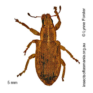 Sitona discoideus