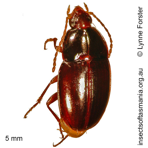 Species image