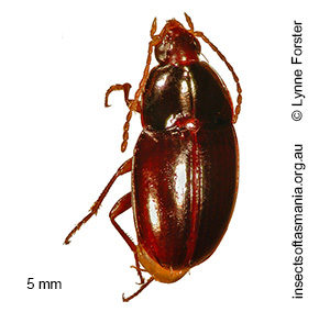Sloaneana tasmaniae