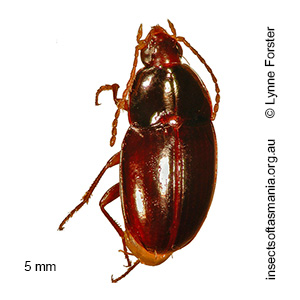 Sloaneana tasmaniae