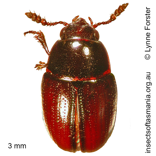 Species image