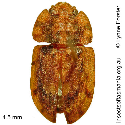 Species image