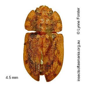 Soronia superba