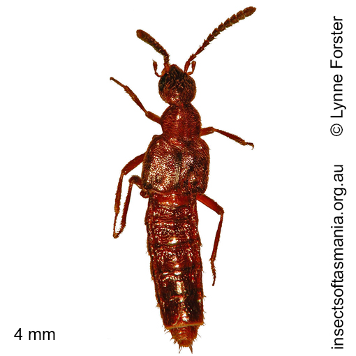 Species image