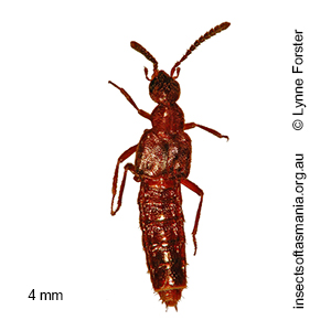 Spanioda carissima