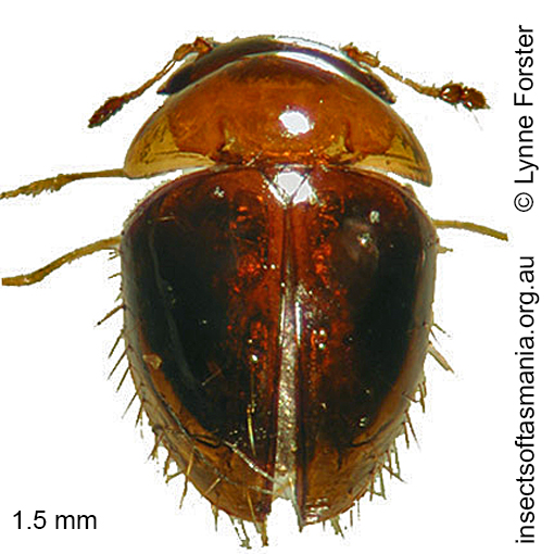 Species image